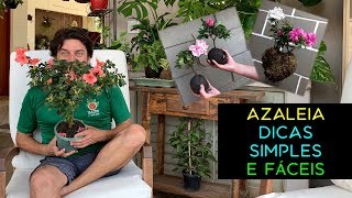 Azaleia Dicas Simples e Fáceis - thptnganamst.edu.vn