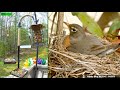 Lgr bird feed  bird nest april 19 2024