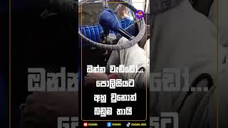ඔන්න වැඩ්ඩෝ... පොලිසියට අහු වුනොත් බඩුම තායි
