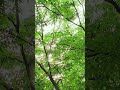 Whispering Green: Nature's Warm Hug 🤗 #Shorts #DeepRelax #SleepMusic