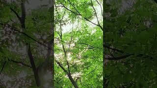 Whispering Green: Nature's Warm Hug 🤗 #Shorts #DeepRelax #SleepMusic