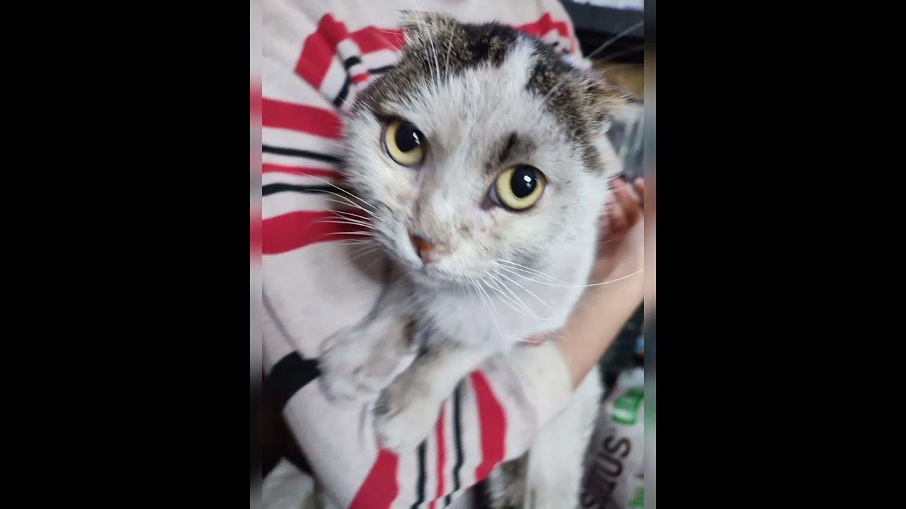 Даниил Хармс "Кошки" Music by bensound.com - YouTube