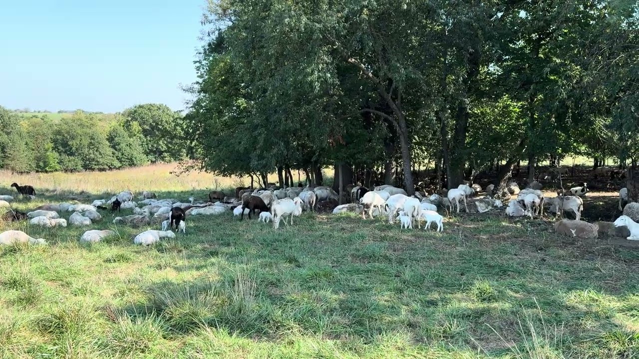 Мои наблюдения за осеменением овец осенней породы Шерстяная