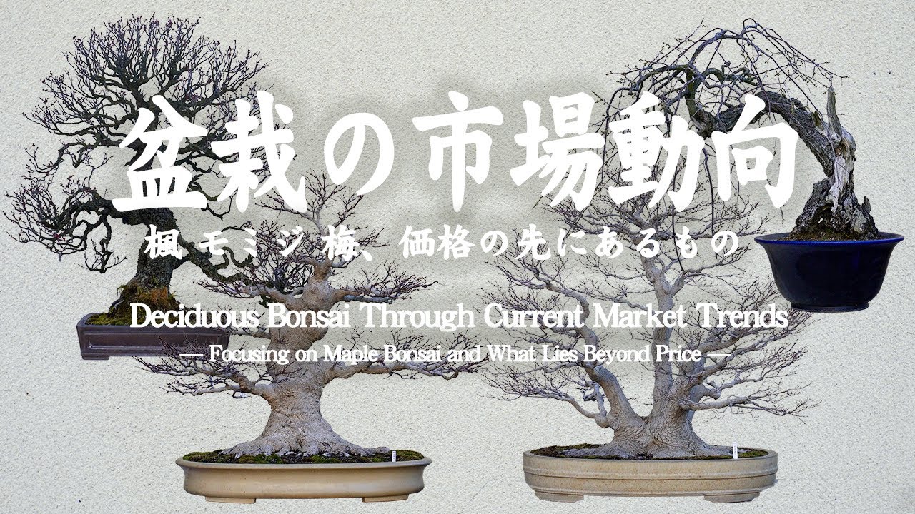 塊根オリーブ盆栽を作ろう!! パート②（オリーブの古木を掘り起こし