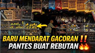 BENER² GELO! 😱 STOK BARU TURUN DI KIOS MINI INI, SEMUANYA GACOR PANTES JADI REBUTAN!