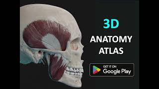 Anatomy 3D Atlas | 3D Anatomy App