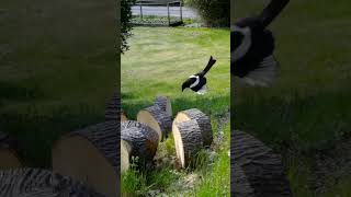Magpie Attacking Baby Rabbit