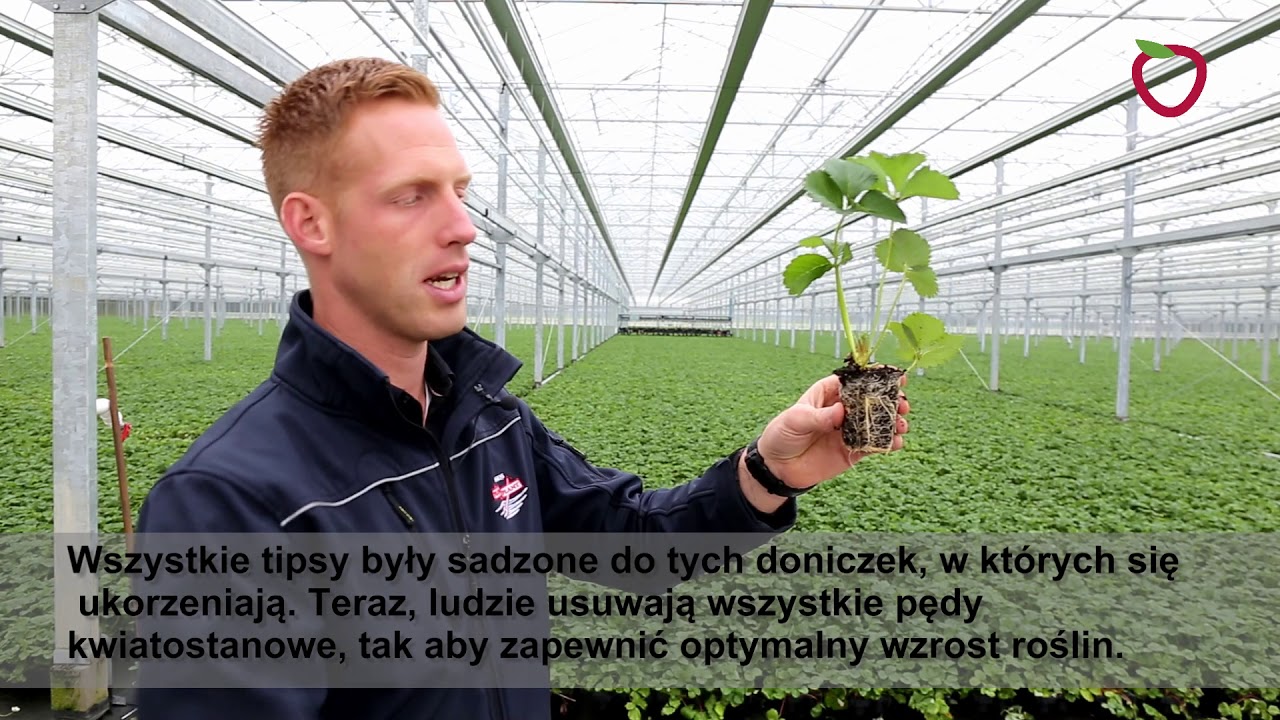 Nowa szklarnia do produkcji sadzonek