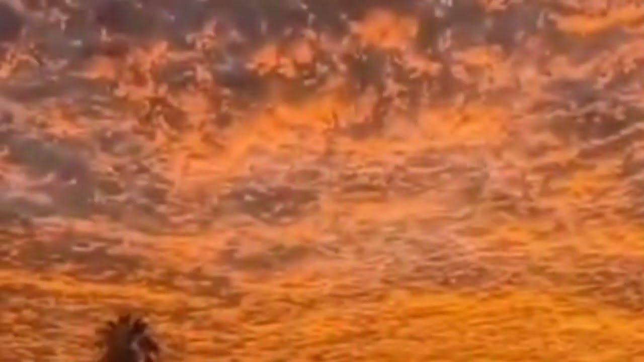 Ruff Money The Grey Room Sound - - The Grey Room Sound Effect