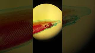 Lancelet Microscope Slide Cephalochordata