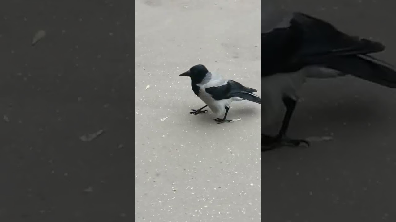 Вороны друзья окружили утром / My crow friends surround me in the morning