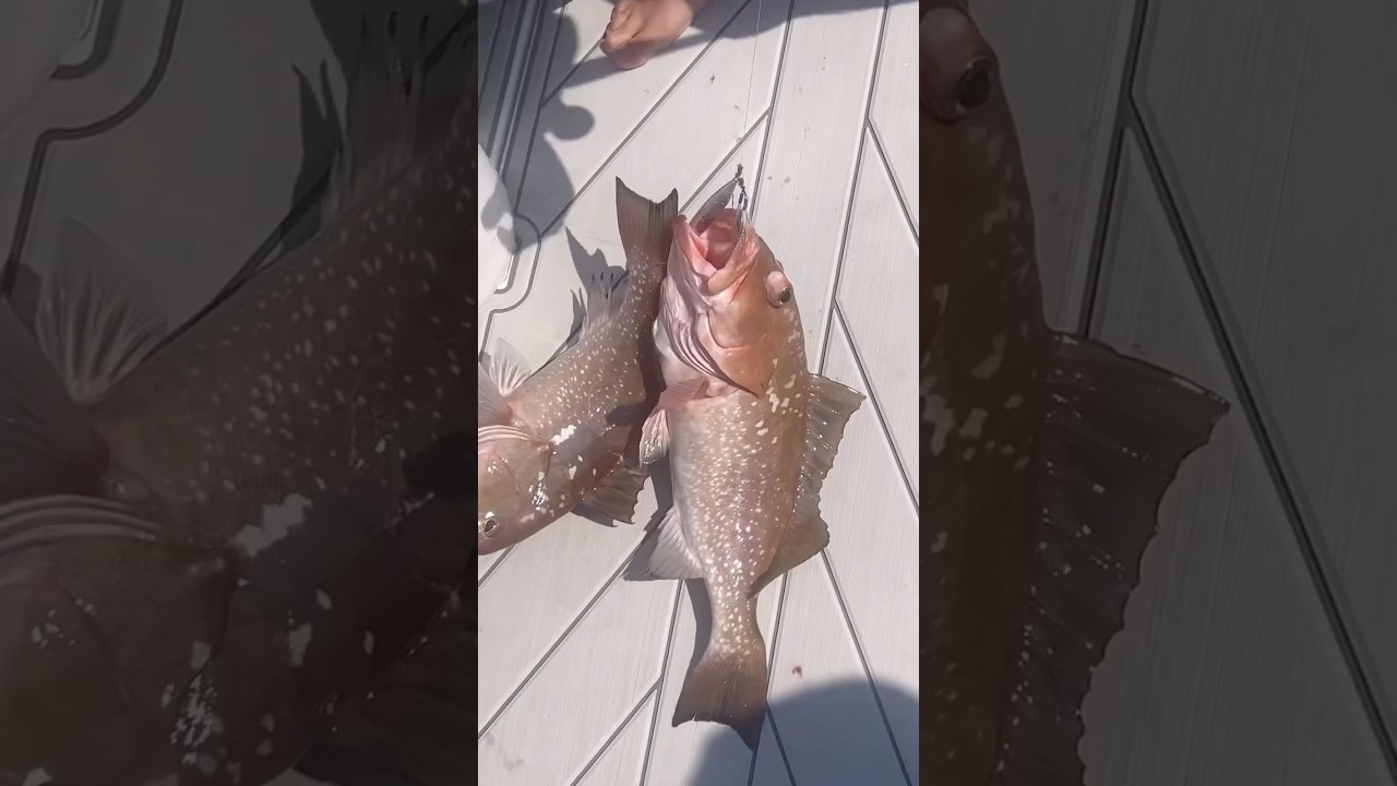 FSF Original 6 packs or Multi Burst 6 packs & get a pair of AFTCO JIGPRO gloves free at fsfgear.com