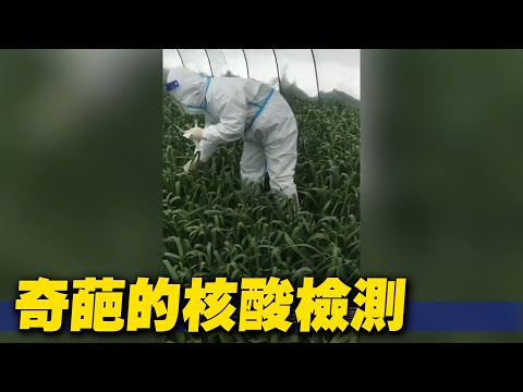 奇葩的核酸检测【 #大陆民生 】