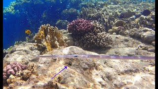 Valonia ventricosa, bubble algae, sea grape or sailor's eyeballs under bluespotted cornetfish
