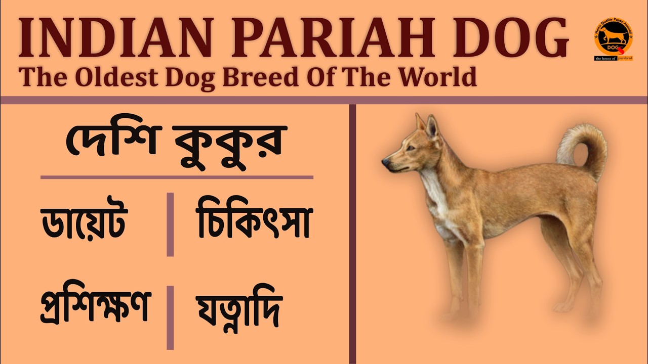Indian pariah dog Desi dog Indian dog breed Bengali QDogS YouTube