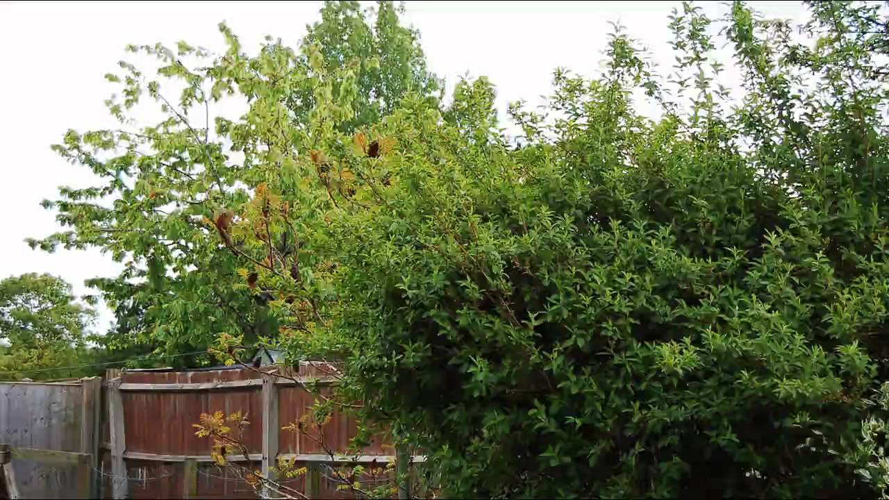 Spring Time-Lapse Animation