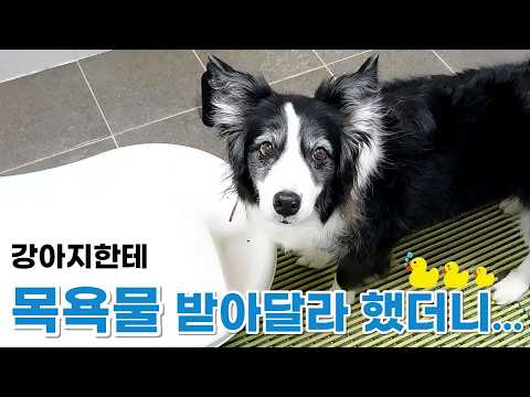 보더콜리한테 목욕물 받아달라 했더니... 과연? thumbnail