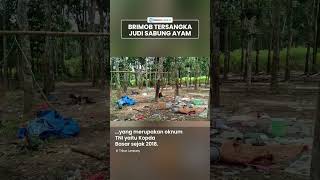Brimob Jadi Tersangka Kasus Polisi Ditembak TNI di Lampung, Berada di Balik Arena Judi Sabung Ayam