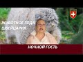 НОЧНОЙ ГОСТЬ. Манул. №  2637