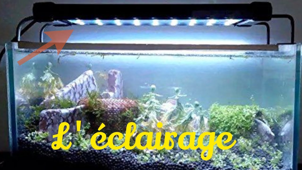Relatively Mart index finger Tout savoir sur l'éclairage en aquarium. - YouTube