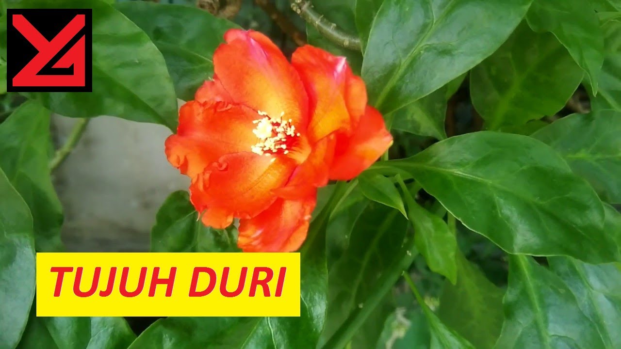 Hd1080p Tanaman Hias Bunga Tujuh Jarum Ini Sangat Rimbun Warna Bunganya Mirip Cabai Rawit Merah Youtube