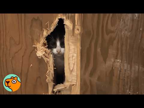 Cafe Workers Break A Wall To Save A Kitten