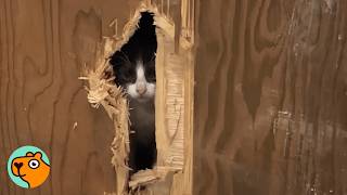 Cafe Workers Break A Wall To Save A Kitten