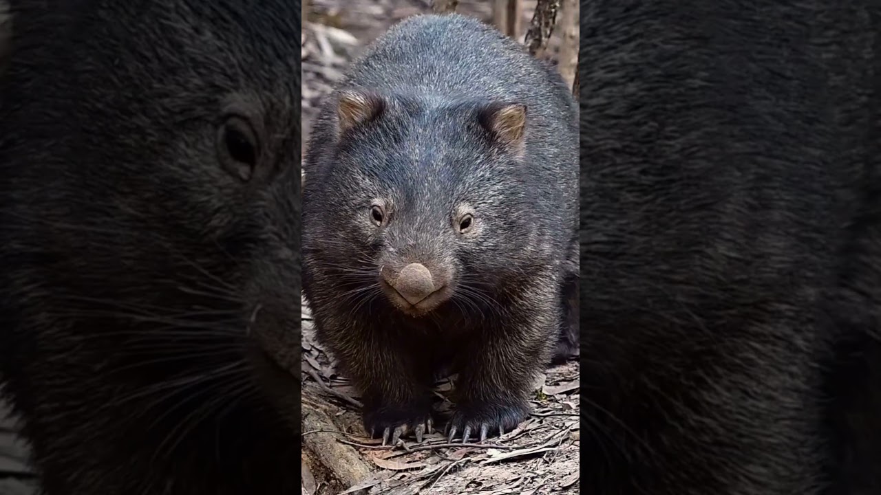 WOMBAT | Vombatus ursinus | ВОМБАТ 