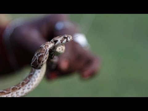 Vídeo: Cobras Liberadas No Escritório De Impostos Da Índia