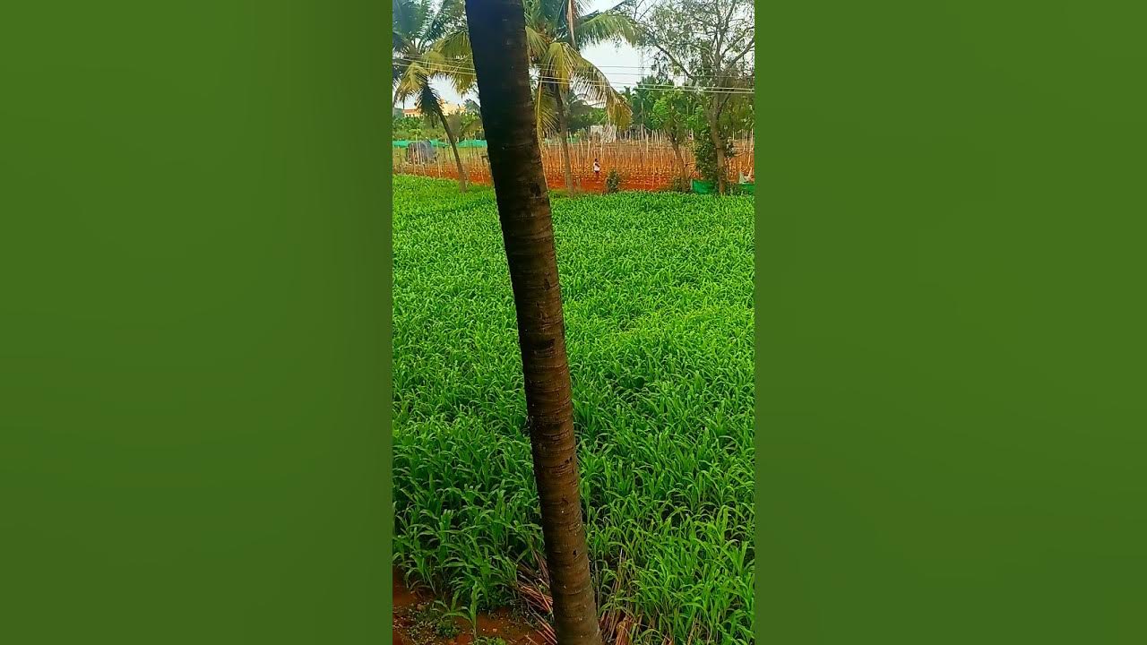 Morning Hits Hard YouTube morning-hits-hard-youtube