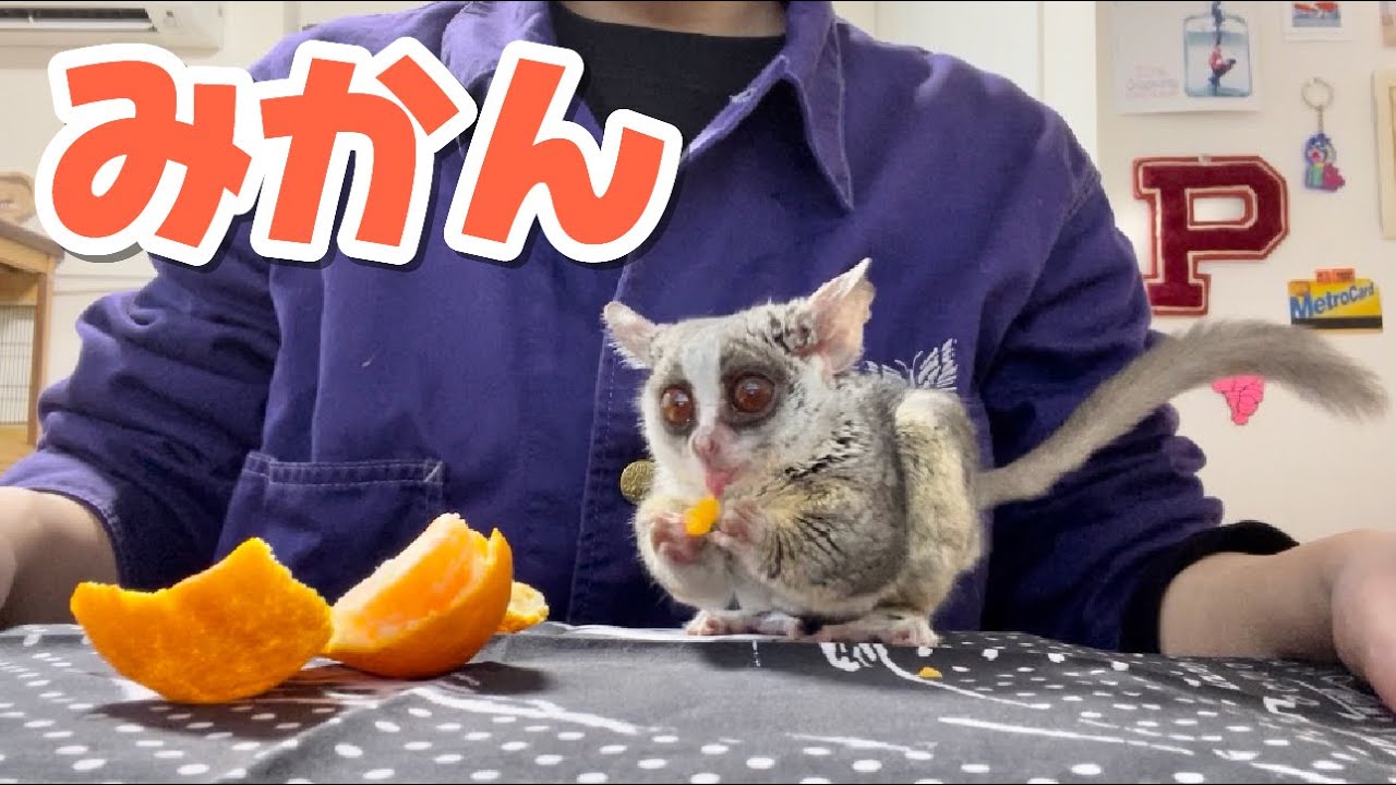 みかんの粒を頬張るお猿【ショウガラゴのピザトル】Pizzatoru the