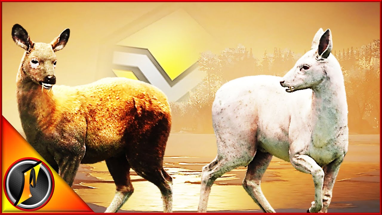 The Musk Deer Grind Comes to a Close!