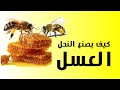 كيف يصنع النحل العسل أسرار جديدة وعجيبة 