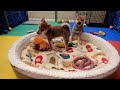 Shiba Inu Puppy Cam - J-Team - Day 73 - AM