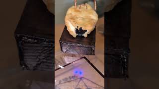 Weird Science Maxing #science #scienceexperiment