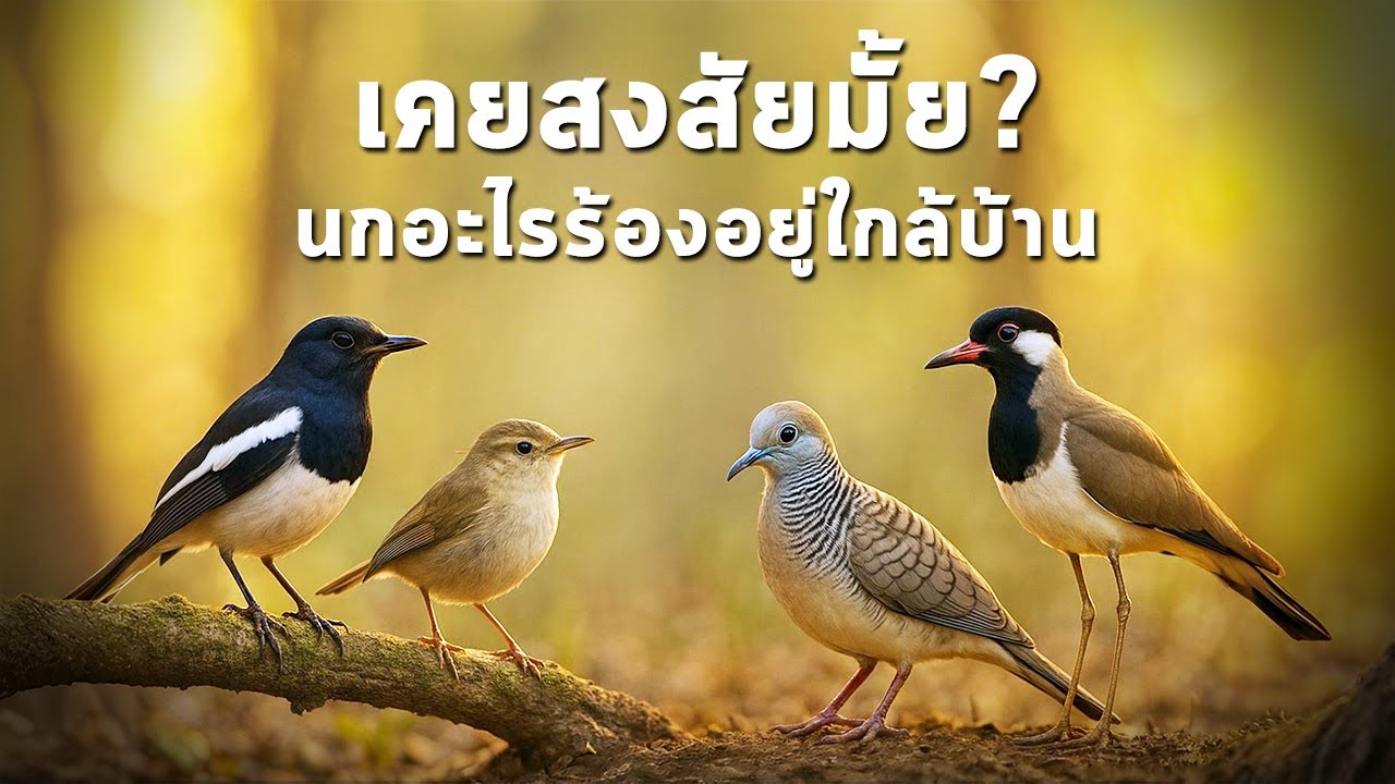 นานาสาระ ตอน เสียงนกใกล้บ้าน (ภาคต่อ) - สำรวจเสียงนกที่คุ้นแต่ไม่รู้จัก