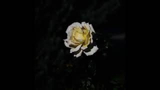 Video thumbnail of "Antian Rose - Ro$e (Official Audio)"