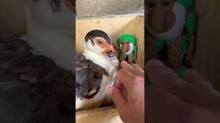 Noo  My Hand Got Bitten By An angry Duck While I Tried To Grab Brr Brr Patapim shorts duck