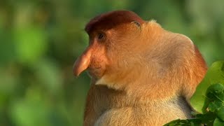 The Proboscis Monkey | Lands of the Monsoon | BBC Earth