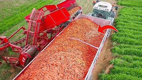How Carrots are Harvested & Processed | Modern Carrot Processing Technology | Carrots Harvesting