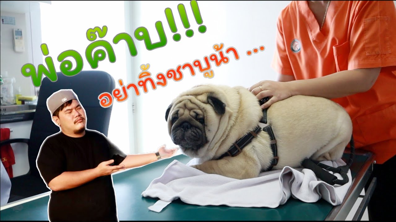 หมา พันธุ์ หน้า ย่น  2022 Update  vlog พาปั๊กอ้วนไปเสริมหล่อ หาหมอฉีดตูด!!! [เจ้าชาบู #หมาปั๊ก ตัวกลม]