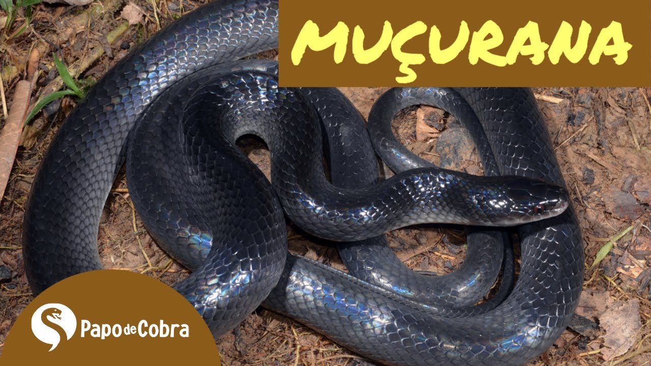 Featured image of post Imagens De Cobras Pretas - Pois ela não possui lista branca no abdomen e seus olhos são pretos pequenos.