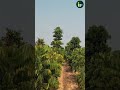 Neste tour virtual, apresentamos um plantio da Floresta Áustria