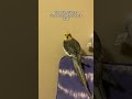 Screaming Little Cockatiel #bird #cockatiel #yumyumthetiel #parrot