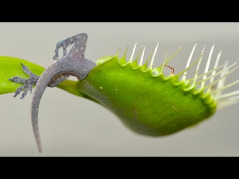 15 Plants That Eat Animals