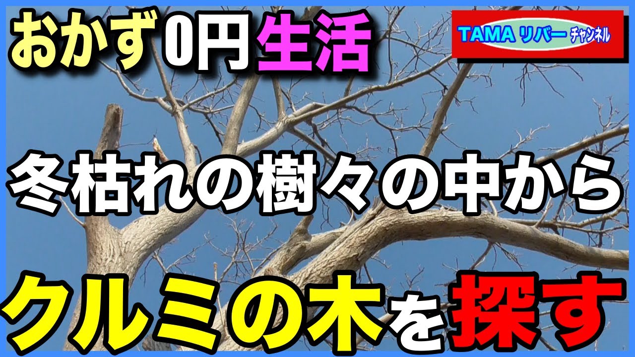 おかず0円生活】冬枯れの樹々の中からクルミの木を見つける方法 