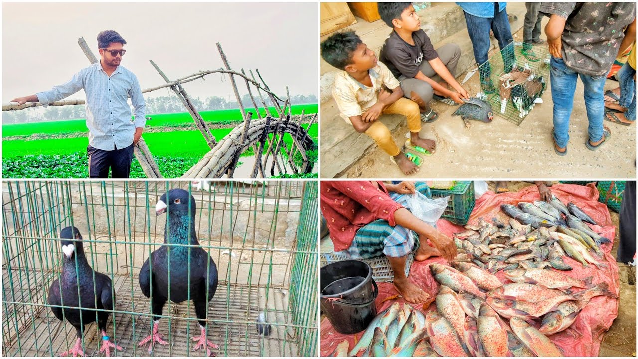 কবুতর বাজারে বিক্রি হচ্ছে মাছ 😵‍💫 গেলাম বাংলাদেশের বৃহত্তম বিল দেখতে 😍