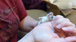 Giving oral medication to mouse