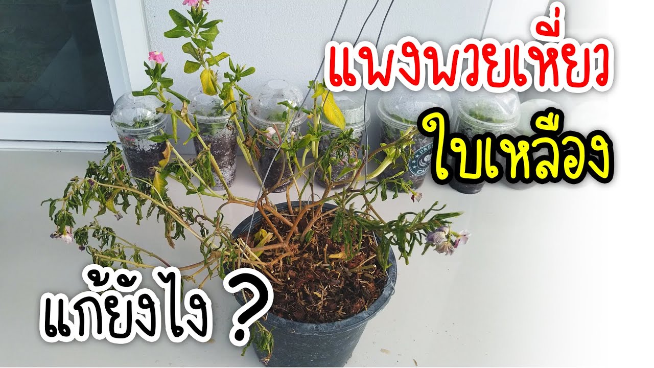 การแก้แพงพวยใบเหลือง เหี่ยวเฉา รากเน่า สำลักน้ำ | OHMSHOW studio