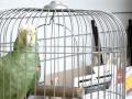 LORO PEDRO INFANTE / MEXICAN PARROT SINGING